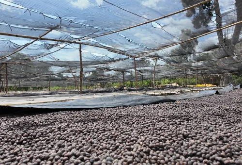 Ardent Coffee Farm