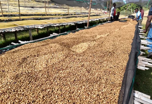 Dried coffee beans