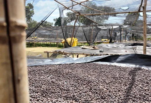 Dried coffee beans_2