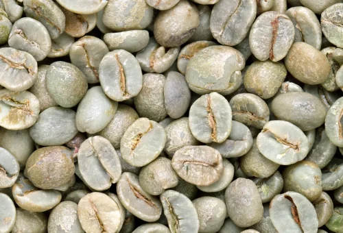 green-coffee-bean-background