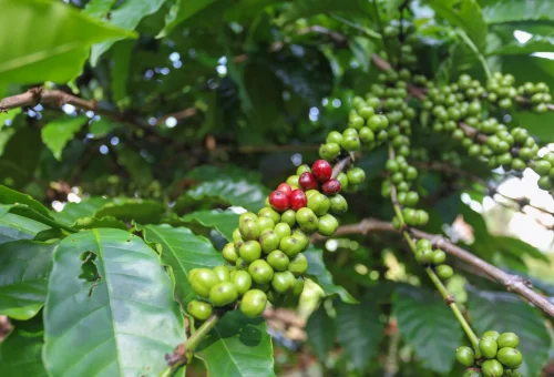helena-coffee-vietnam-8aMrb7l1aVw-unsplash